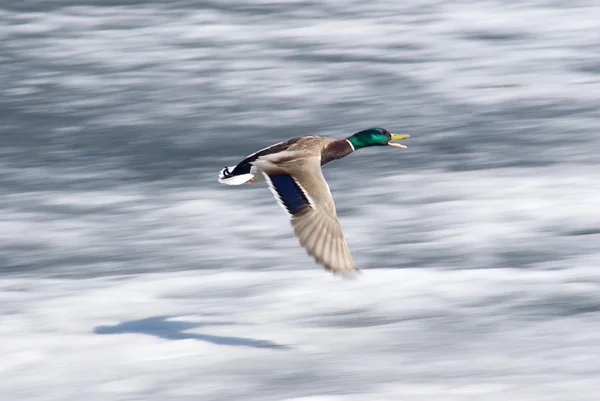 Duck flying above snow field Royalty Free Stock Photos