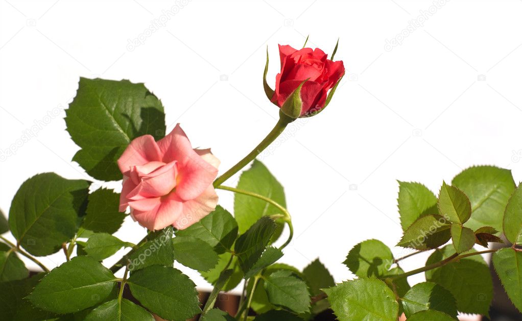 Red and pink roses on green bush isolated over white