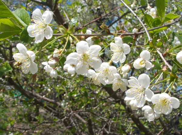Flores de cerejeira floresce no jardim de primavera — Fotografia de Stock