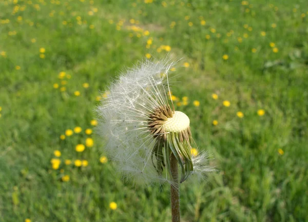 Одуванчик с полузрелыми семенами на зеленом поле — стоковое фото