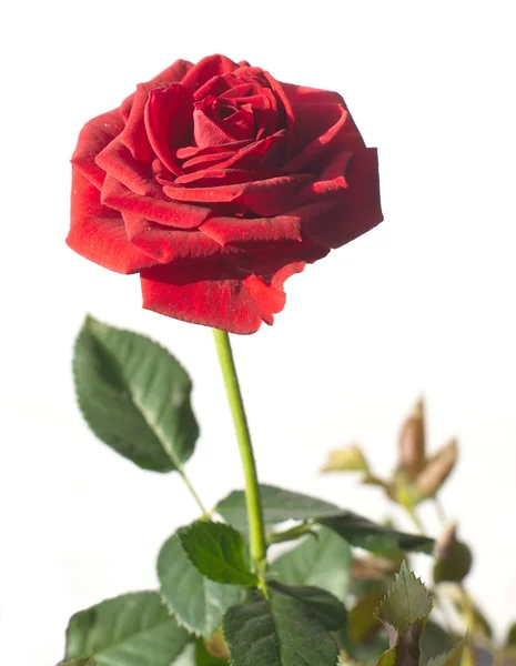 Jeden czerwony kwiat róża na zielonych gałęzi na białym tle nad białym — Zdjęcie stockowe