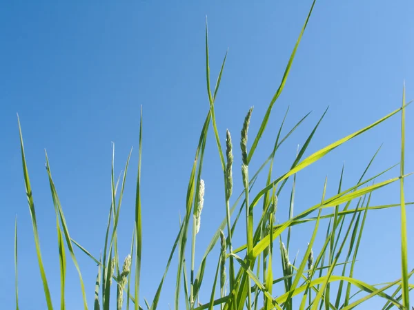 Jeune herbe verte en plein air sur le ciel bleu en été — Photo