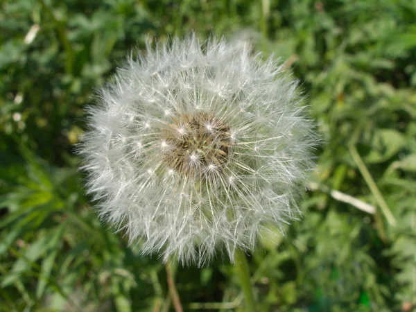 stock image Single dandelion full of seeds on green field close-up