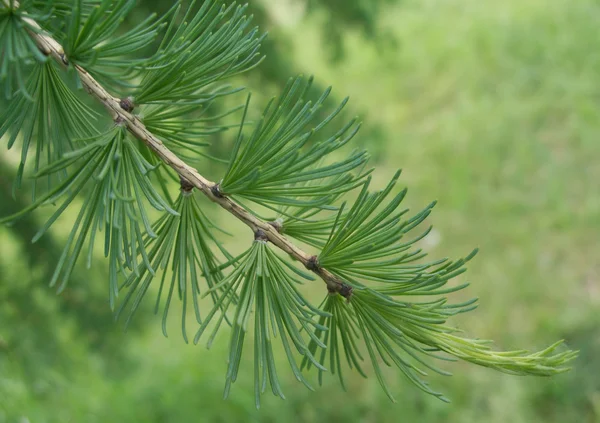 Lariço verde ramo de árvore com novas agulhas macias no verão — Fotografia de Stock
