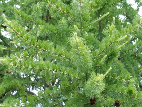Gröna lärk träd med nya mjuka nålar i sommar — Stockfoto