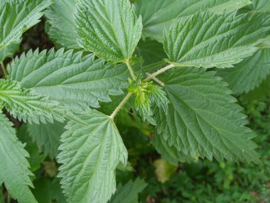 çalılıkları nettles closeup haşlanmaya çok