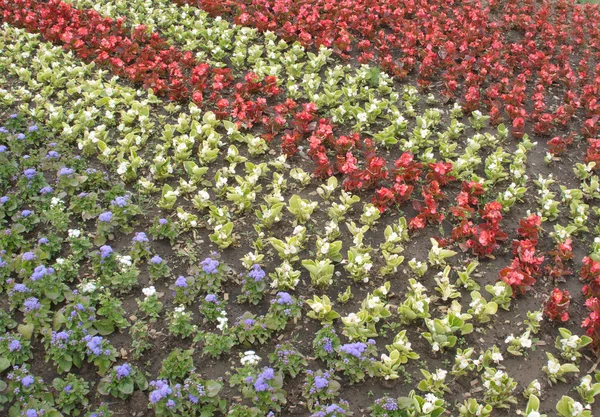 Birçok küçük Eflatun çiçek bahçe yatak üzerinde yuvarlak Mozaik — Stok fotoğraf