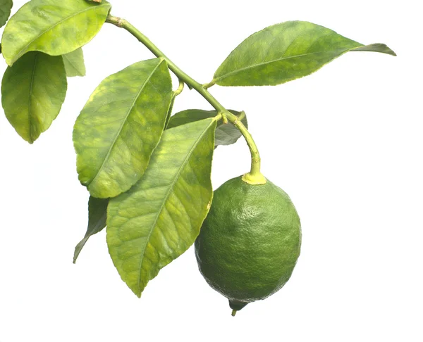 Limão verde único cresce no ramo cítrico — Fotografia de Stock