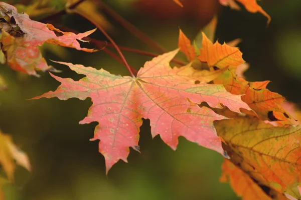 stock image Color autumn maple leaves in indeian summer forest