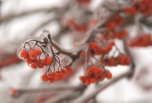 Red rowan berries on frozen tree — Stock Photo, Image