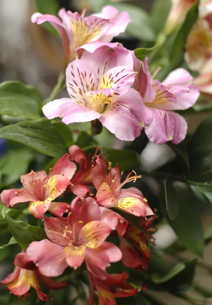 몽 상가 백합 꽃 클로즈업 — 스톡 사진