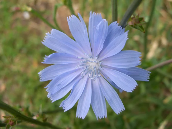 Blå vild cikoria blomma blommar närbild — Stockfoto