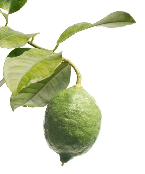 Eine grüne Zitrone auf Zitruszweig mit Blättern — Stockfoto