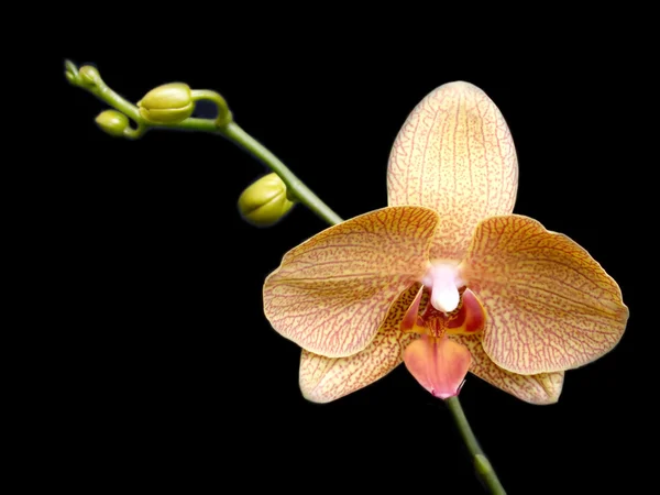 Orchid flower blossom isolated on black background — Stock Photo, Image