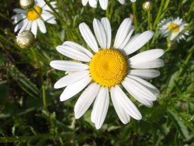 çayır closeup güzel papatya çiçekleri