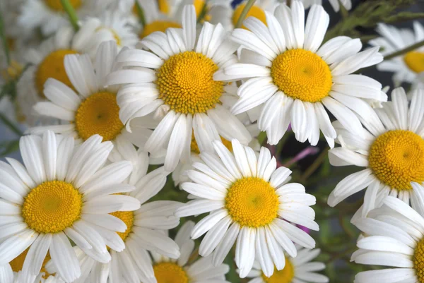 多くのデイジーの花のクローズ アップの bunsh — ストック写真