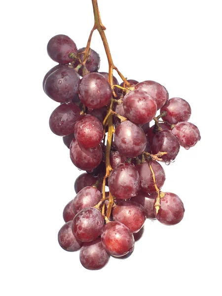 Rött vin druvor gren hänga isolerad på vit — Stockfoto