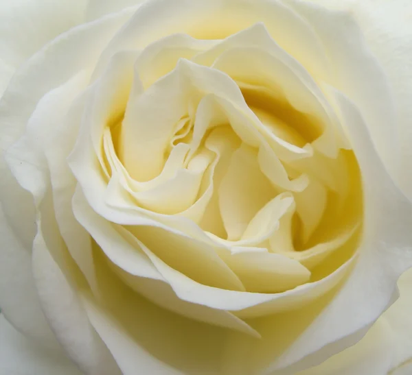 Singolo bel fiore di rosa beige fiore estremo primo piano — Foto Stock