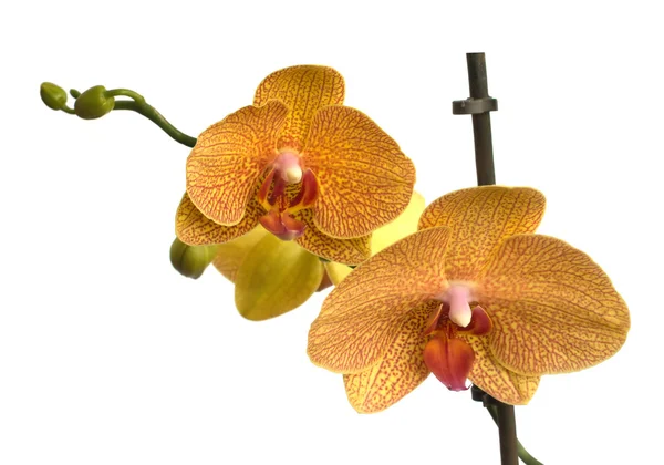 Fiori del Orchid fioriscono isolati su fondo bianco — Foto Stock