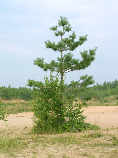 Single pine grows on sand before forest — Stock Photo, Image