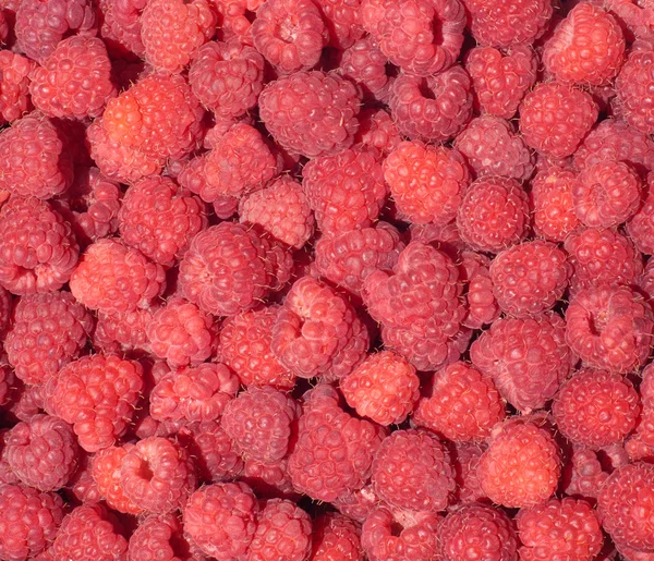 stock image Many tasty fresh raspberries closeup