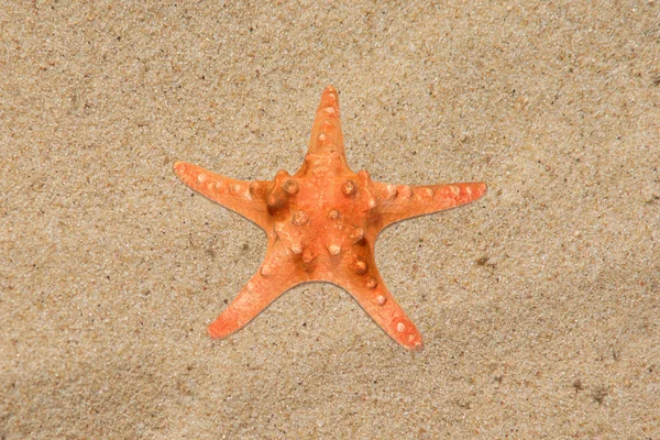 Pomarańczowy rozgwiazda pięć promieni na plaży piasek zbliżenie — Zdjęcie stockowe