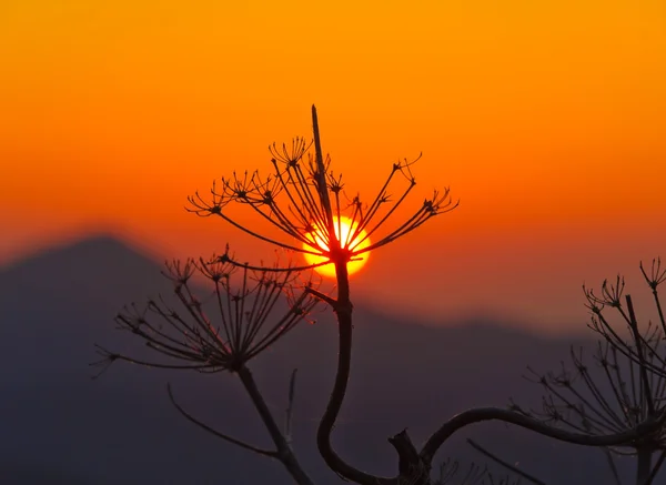 Natursköna sunrise siluett — Stockfoto