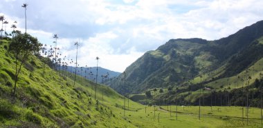 cocora Vadisi ve palmiye ormanlarının, Kolombiya