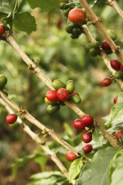 Червоний колумбійський кавовий зерно  . — стокове фото
