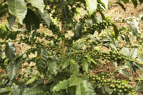 Kaffe växter att mogna. Quimbaya, colombia — Stockfoto