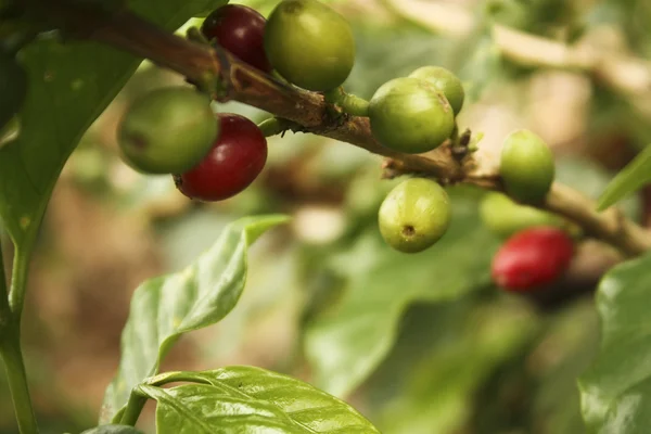 安第斯山谷的咖啡种植园 — 图库照片