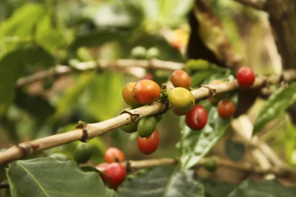 Kávové plantáže v andských údolích. městě Quimbaya — Stock fotografie