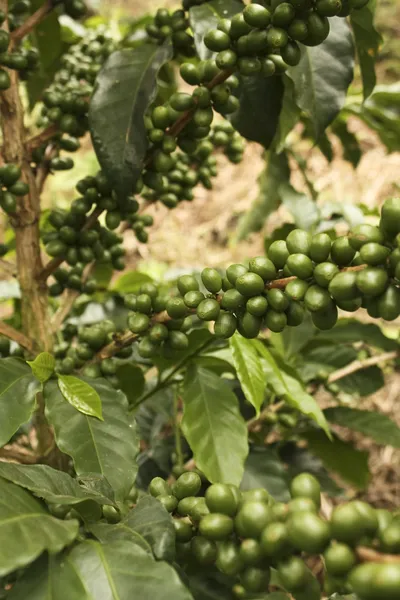 Plantas de café para amadurecer. Quimbaya, Colômbia — Fotografia de Stock