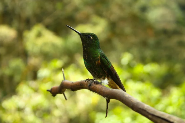 stock image Hummingbird