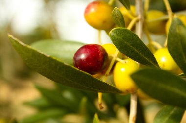 zeytin