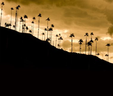 Dramatic sunset in Cocora valley, Colombia clipart