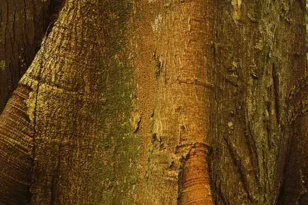 Detalj av ceiba, tropiska träd, bakgrund — Stockfoto