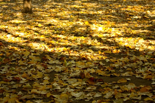 Outono. Queda — Fotografia de Stock