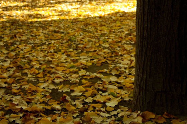 Hösten. falla — Stockfoto