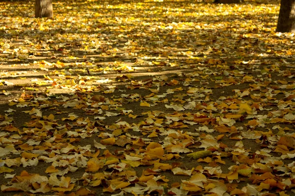 Autumn. fall — Stock Photo, Image