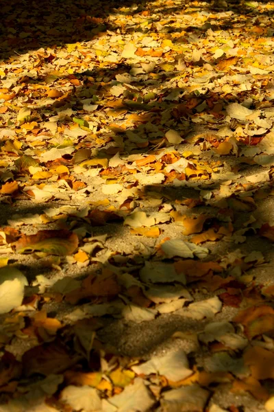 Outono. Queda — Fotografia de Stock