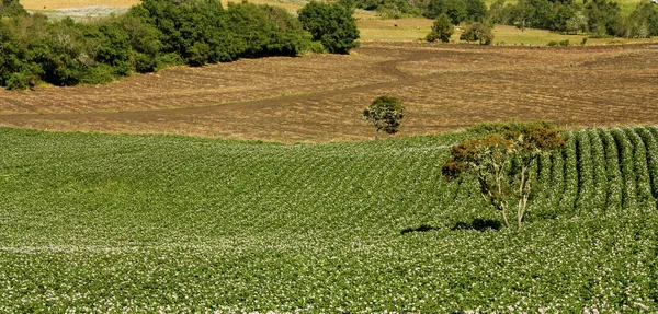Weiden en velden in een vallei van de Andes — Stockfoto