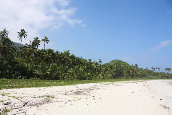 Пляж и тропический лес вдоль Карибского моря — стоковое фото