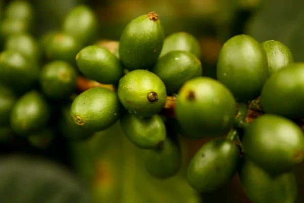 Зелений кава. Колумбія — стокове фото
