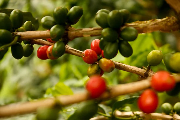 Plantas de café para amadurecer — Fotografia de Stock
