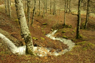 Irati, ormanda Creek. Navarra, İspanya