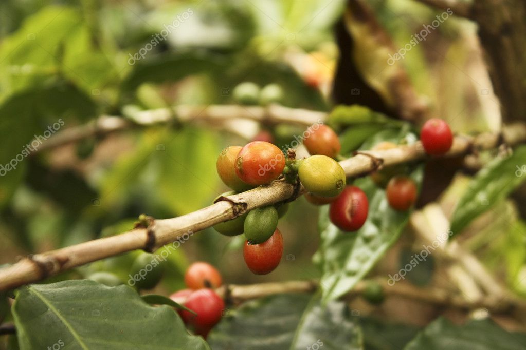 Coffee plantation in the Andean valleys. Quimbaya — Stock Photo