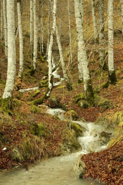 Irati, ormanda Creek. Navarra, İspanya