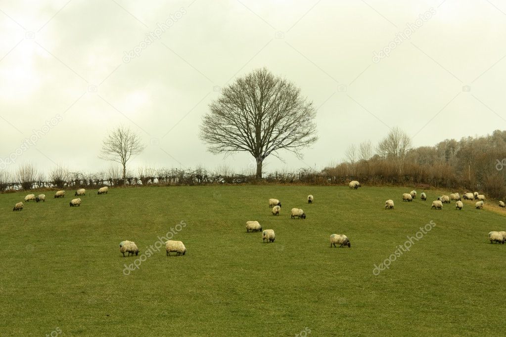 Sheep grazing in meadow or Navarre. Spain
