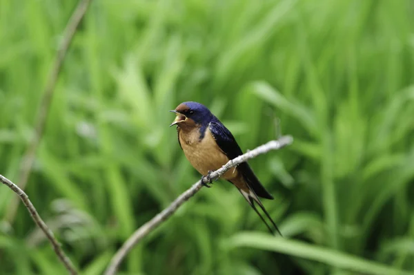 Barn Swallow calling mom — Stock Photo, Image